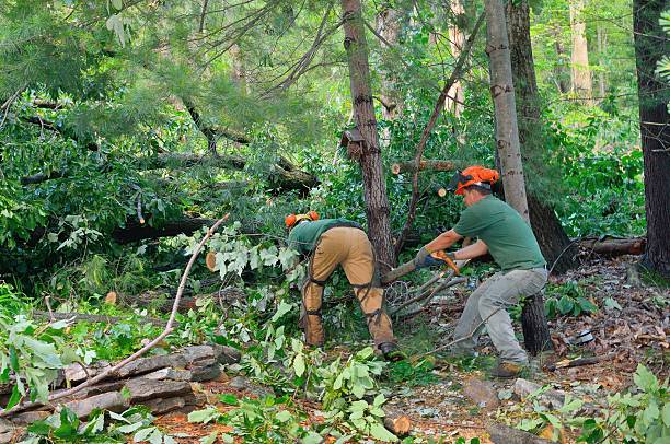 Reliable Rupert, ID Tree Service Solutions